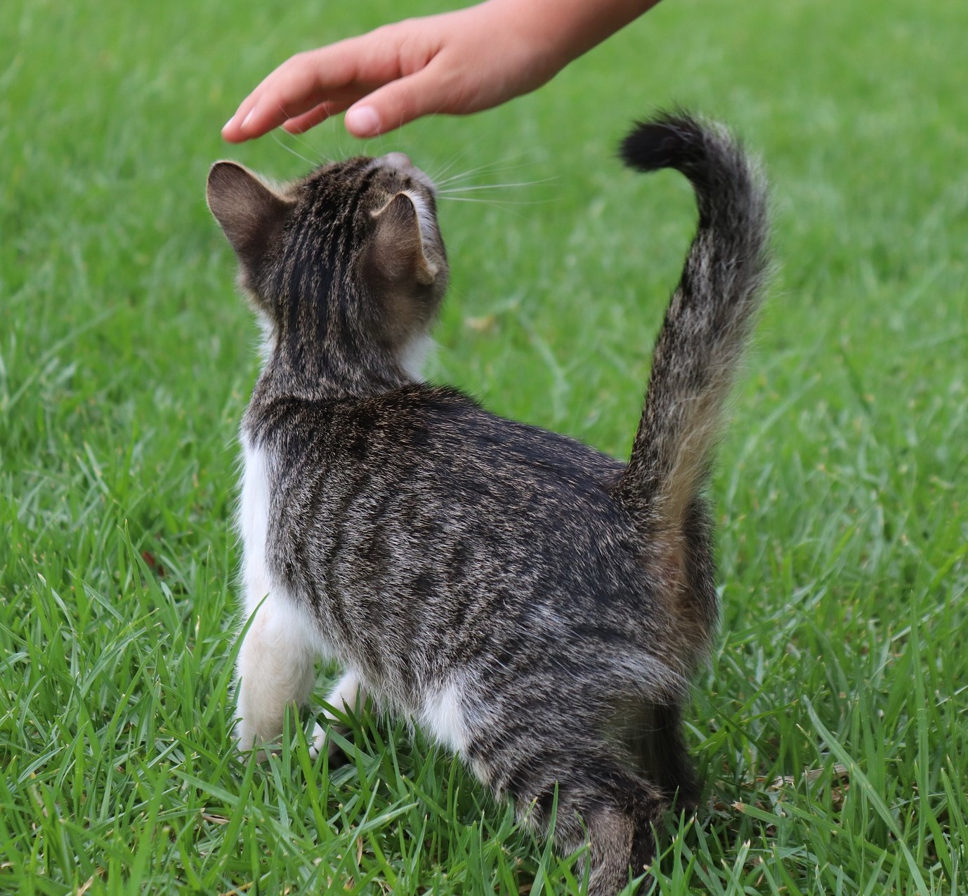 cat-3745085_1920