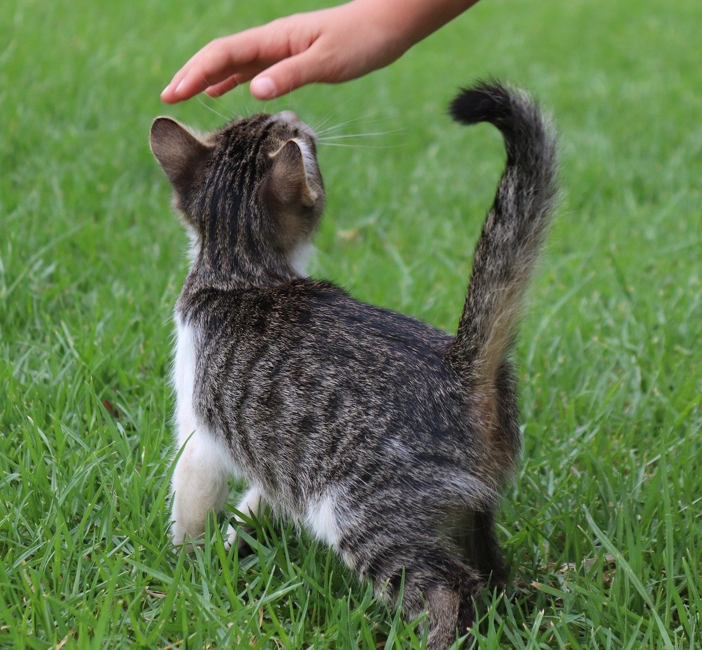 til hunde, katte og mindre dyr - Bowtech